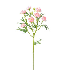 709-364 Ранункулюс (розовый) (12)