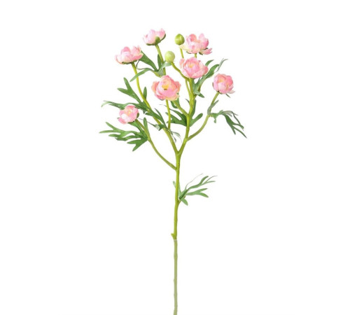 709-364 Ранункулюс (розовый) (12)